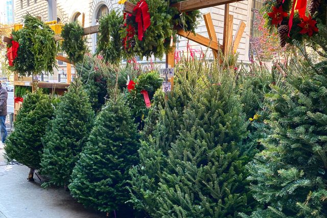 Christmas trees for sale on an Upper West Side street corner; the street signs for 74th STreet and Amsterdam Avenue can be seen